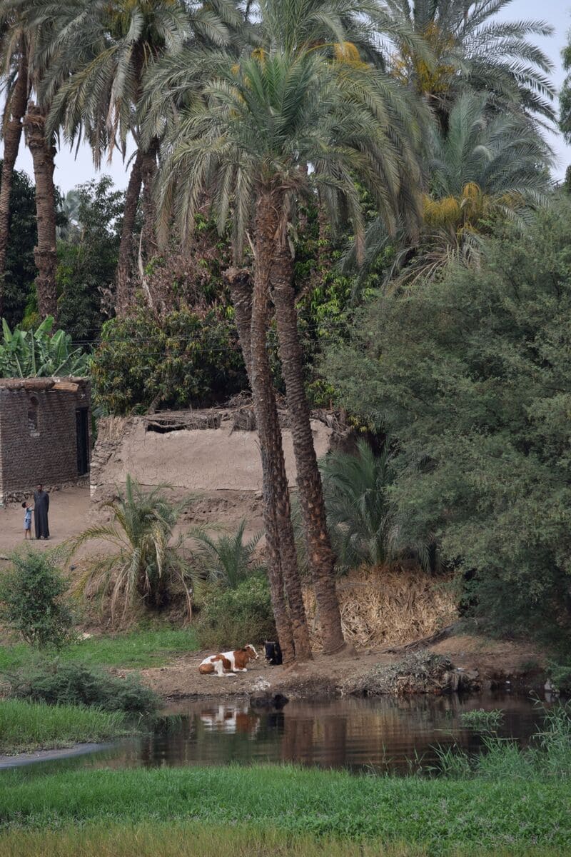 Village local Village local sur le Nil Egypte