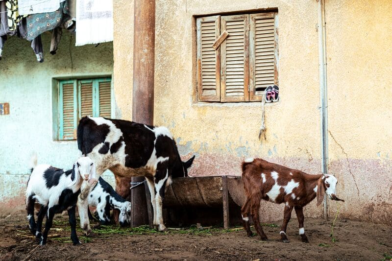 Chèvres et vache île Elephantine Assouan