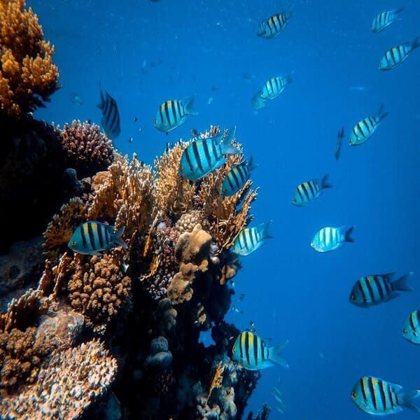 poissons tropicaux mer rouge